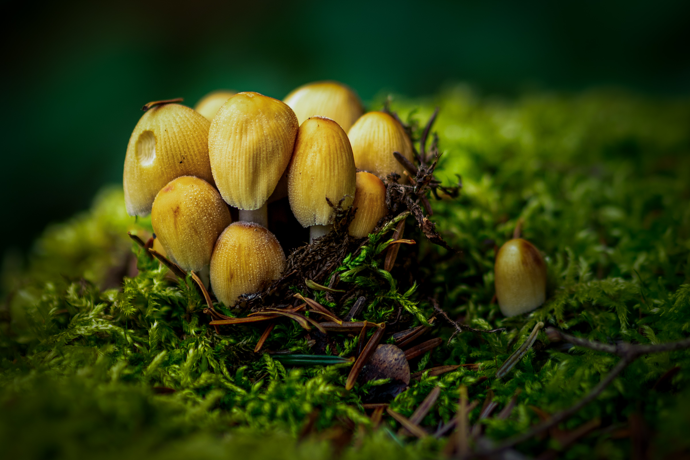 Pilz im feuchten Waldboden
