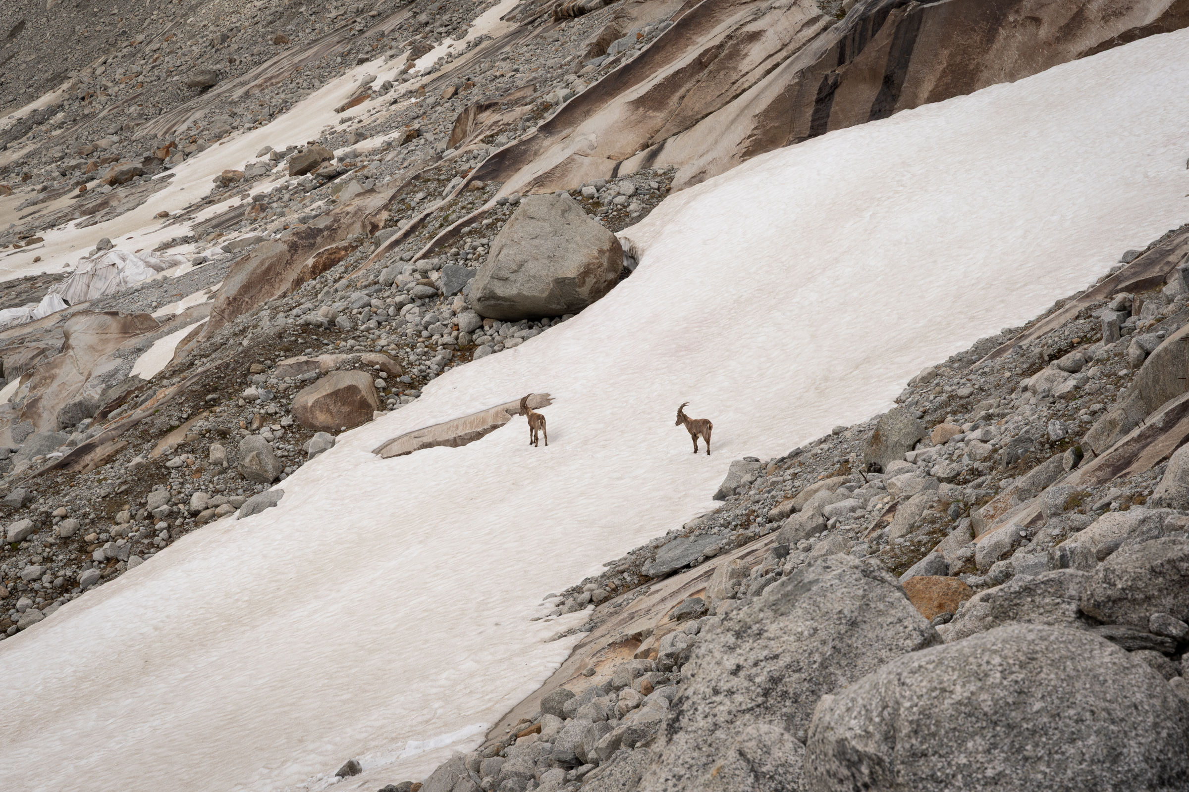 Steinböcke in alpiner Landschaft
