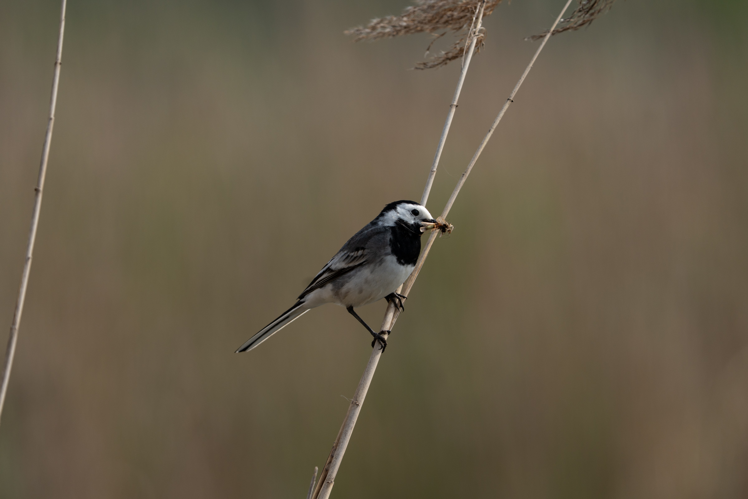 Vögel in freier Natur